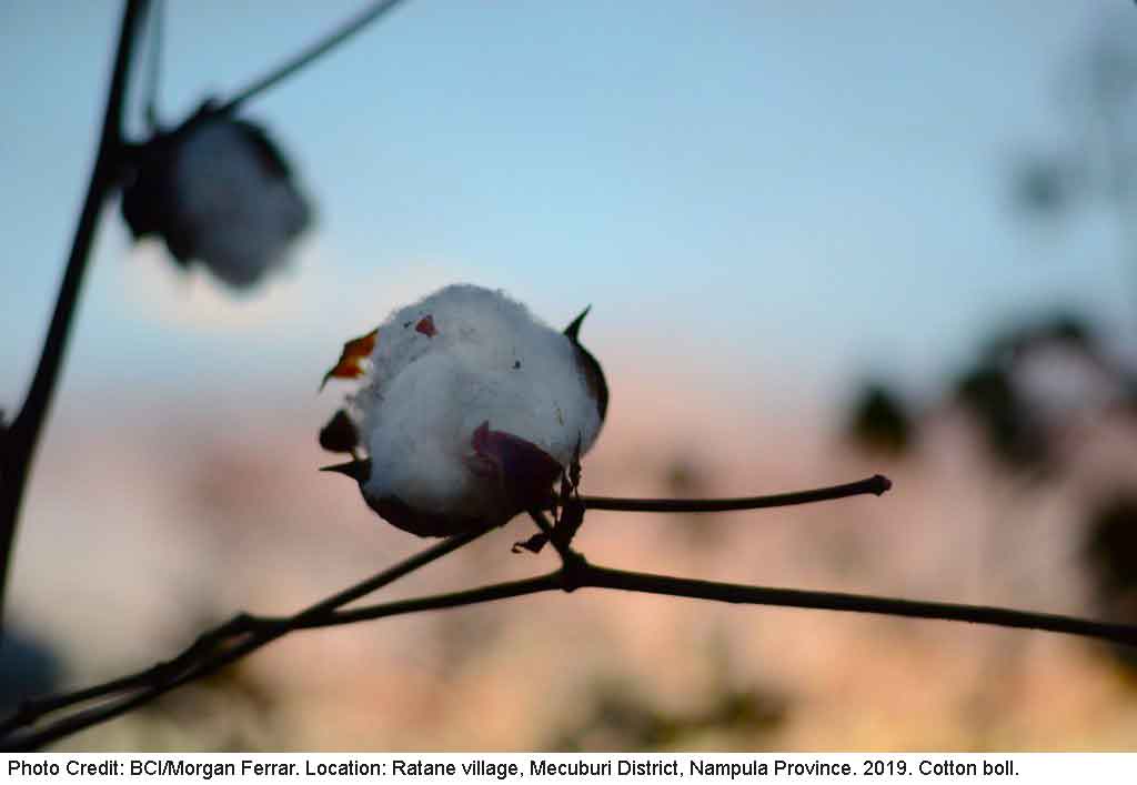 Better Cotton: What’s in Store For the Rest of 2023
