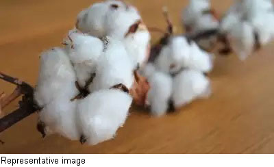 Cost cutting: Cotton blending leading to disputes