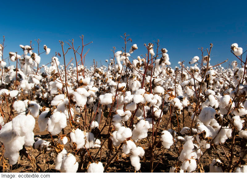 New cotton alliance to support Indian farmers