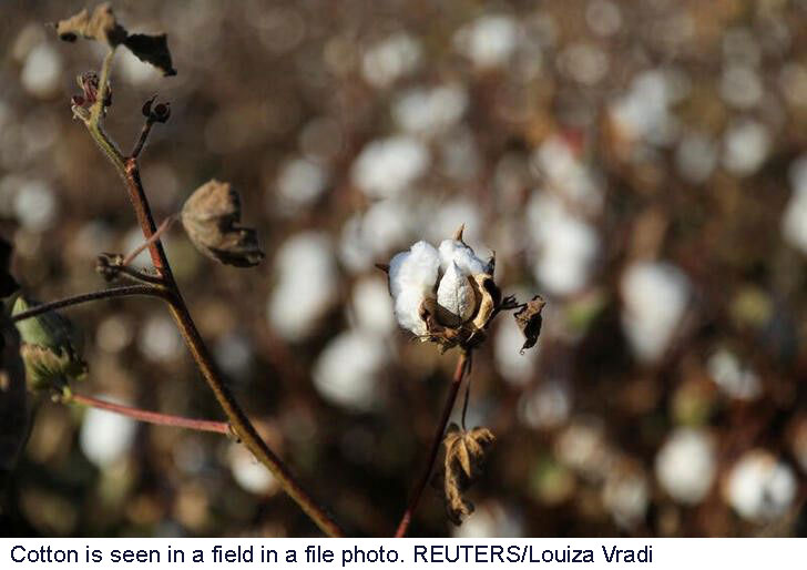 Mali cuts cotton output forecast an additional 29% for 2022/23