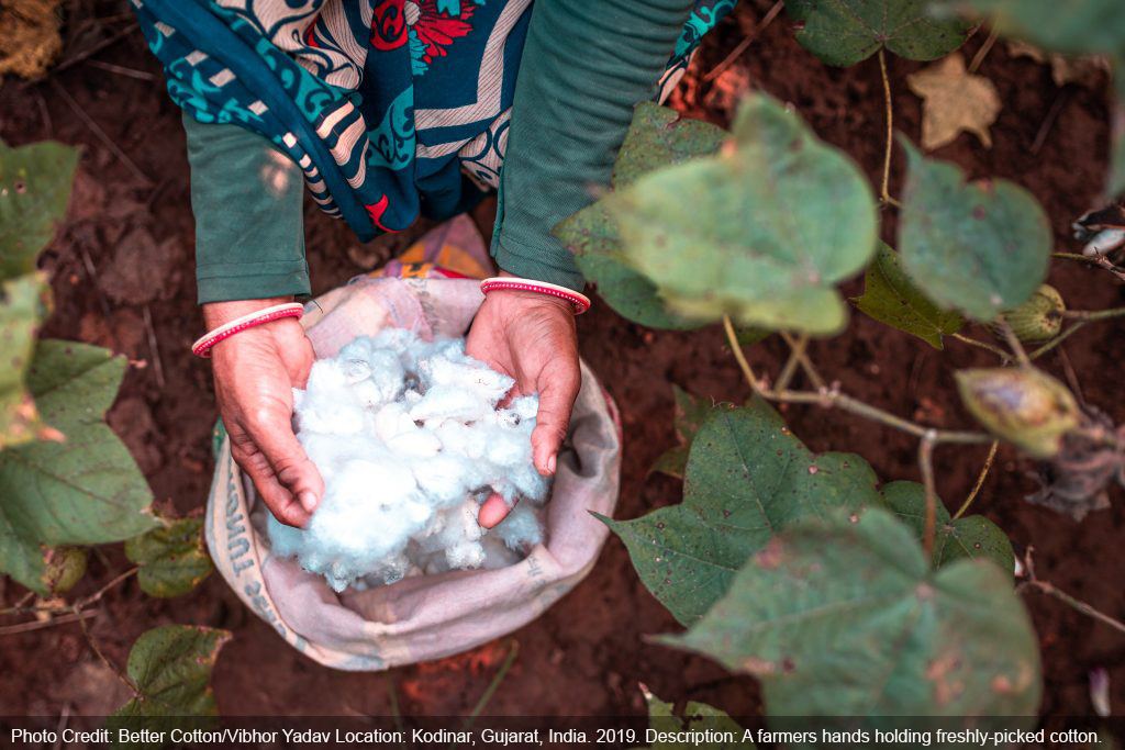 Better Cotton India Impact Report Indicates Clear Positive Trends - Pesticide and Water Use Down Significantly