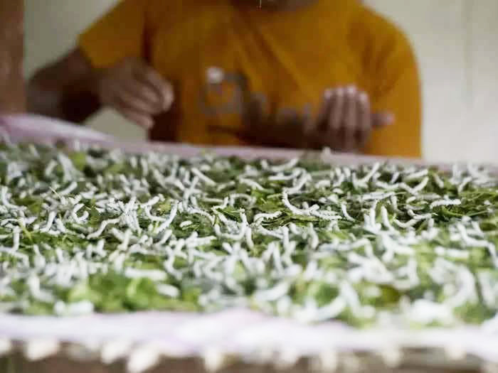 Ultra-strong spider silk made by silkworms injected with spider DNA could be the answer to our sustainable fibre problem