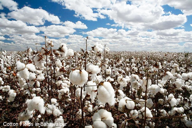 Uniting for Sustainable Cotton: World Cotton Day 2023