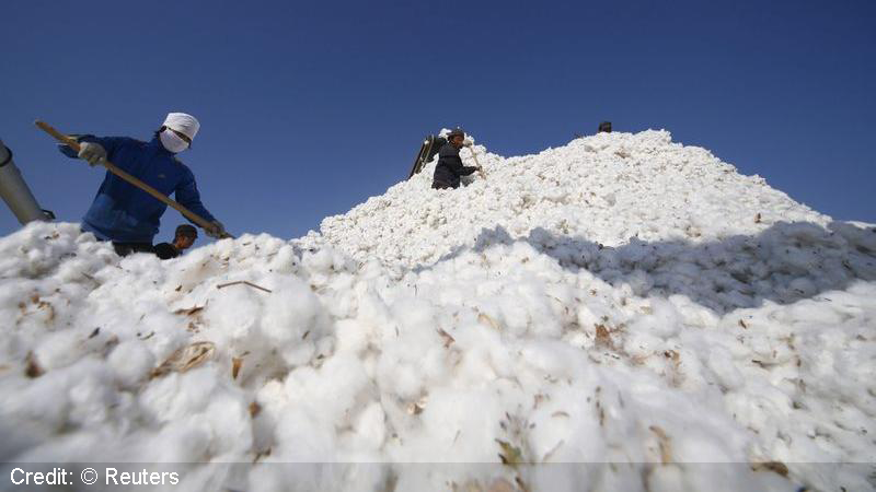 Cotton Gains As CAI Has Estimate For The 2023-24 Season At 294.10 Lakh Bales