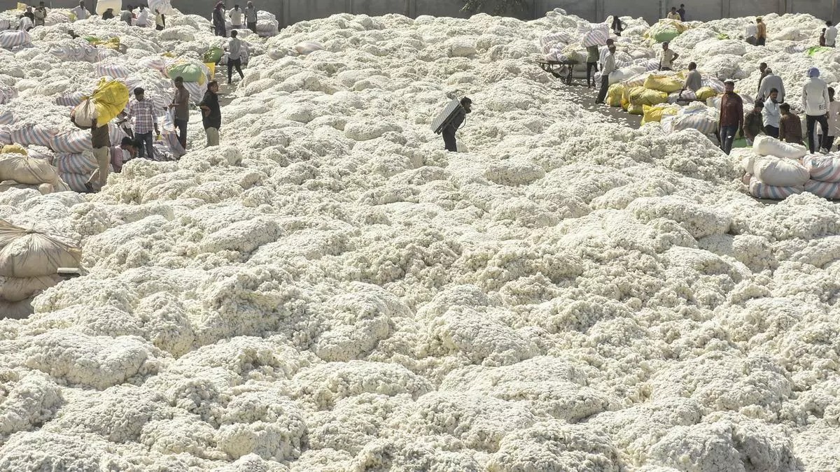 Multinationals in India start offloading cotton as global prices decline on weak demand