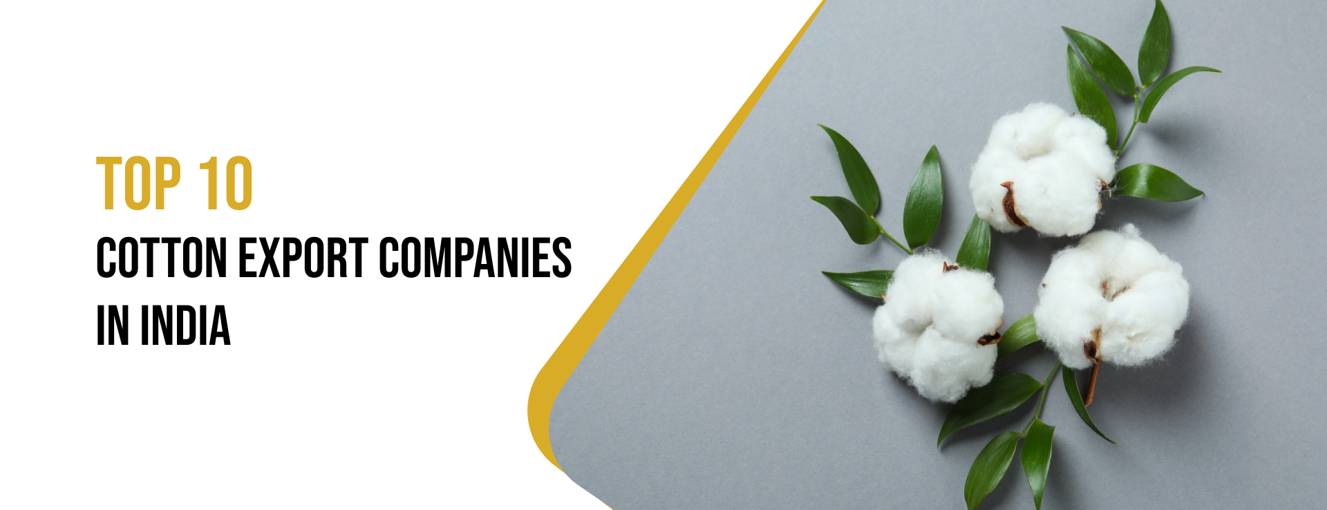 India's Top Cotton Export Powerhouses: Who's Spinning The Market In 2025?