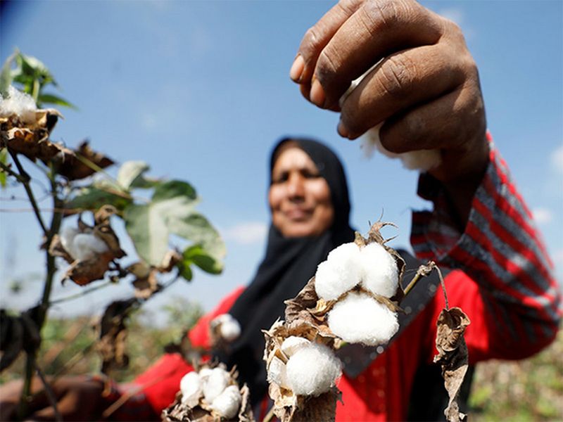 Pakistan's cotton industry crumbles amid government apathy, crushing economic pressures